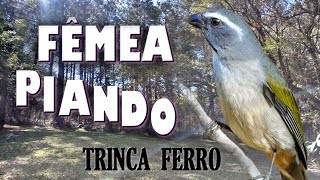 FÊMEA DE TRINCA FERRO PIANDO MUITO, PARA ESQUENTAR O MACHO