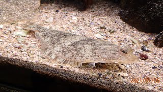 イシガレイ  Kareius bicoloratus【浦安水辺の生き物図鑑】