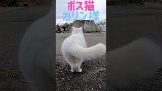 港のボス猫カリン様‼️しっぽブンブンからのランウェイ #shorts