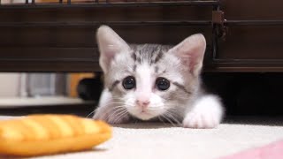 隙間に挟まってしまった子猫が悲しそうな顔で助けを求める【赤ちゃん猫　保護猫】