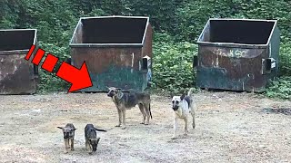 Stray sheepdogs were picking up leftovers near trash cans, and all because