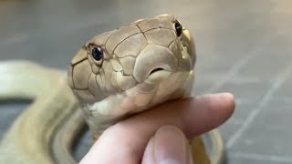 Man Strokes Tame King Cobra Kept As Pet