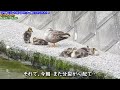 0609c⑧【巣立ち ヒナの家出】兄弟が鯰に捕食された堰を親なしで…カルガモ親子に何が…分断の危機【野鳥観察日記と撮影解説】みんなの動物園のかるがも後日譚