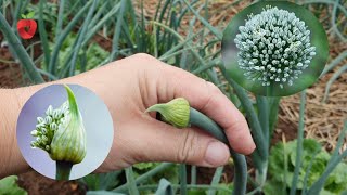 Why does an onion create a flower and how to prevent it?