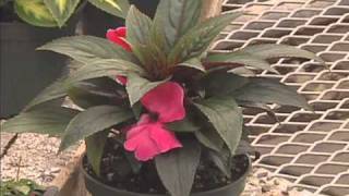 Gardening in the Zone: Impatient for Impatiens