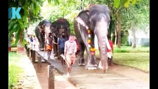 Aanayoottu at Vadakkumnathan temple tomorrow tomorrow. Elephant feast at Vadakkumnathan Temple