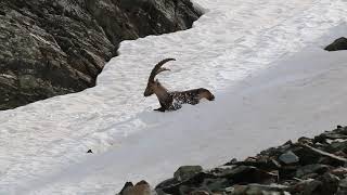 Steenbok door de sneeuw Oost-Tirol