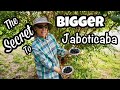 The Secret to BIGGER Jaboticaba!