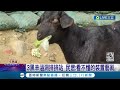 3隻黑羊涵洞排排站 民眾笑稱