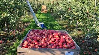 por qué ganamos tanto dinero cosechando manzana en Canadá 🇨🇦