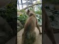 秋寒✎⑪ホワイトライオン・白獅子・リズムちゃん・沖縄こどもの国・・・white_lion・okinawa zoo u0026 museum 20241130