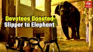 Devotees donate footwear to Nellai temple elephant in Tamil Nadu | Devotees Gift Sandal to Elephant