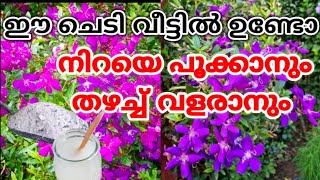 Melastoma Plant Caring tips and Fertilizer/മെലസ്റ്റോമ ചെടിയിൽ വർഷം മുഴുവൻ പൂക്കൾ ലഭിക്കാൻ വളം ടിപ്സ്