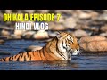 Dhikala mein Bumper Tiger Sighting | Discover Wild Paws Jim Corbett Dhikala Series Hindi 4K