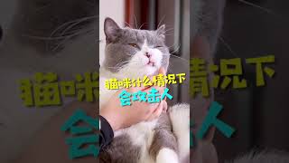 猫在什么情况下会咬人和攻击人？#宠物#猫咪#短毛猫#碧眼猫#猫猫#铲屎官