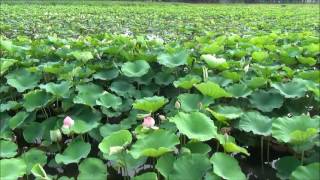 高田公園の一番咲きのハスの花１６０６２０