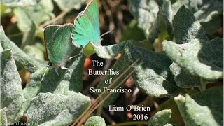 The butterflies of San Francisco