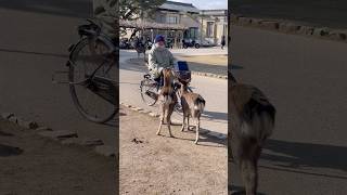 老人と空腹の鹿：自然の中での心温まるひととき| Nara deer | Nara Park |japan