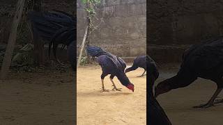 Kodi kaki punju, కోడి కాకి, breeder pandem punju #sandeepsanaboina #kaki #pandemkodi #rooster #fyp