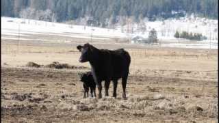 2013 ~ Spring at Highview Angus Ranch, Part 1