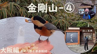 【大阪編】　金剛山     野鳥の餌やり　 南河内郡千早赤阪村④