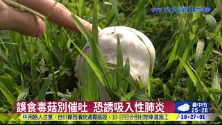 雨後野菇遍地開花 別亂吃恐有毒 八大民生新聞 2021101605