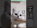 可爱滴吹着空调的猫头