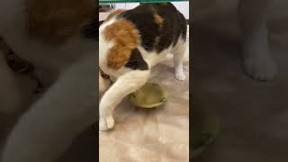 ちゅーる完食😆#三毛猫#可愛い猫動画#元自然猫#アメショ