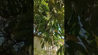 ഈ കുരങ്ങന്മാരെ കൊണ്ട് തോറ്റു 😪 #monkey #fruit #plants #home #trendingshorts #trending #viralshorts