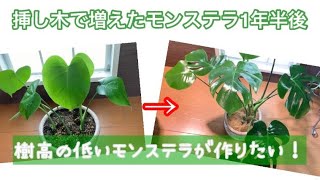 【仕立て直し】樹高の低いモンステラが作りたい！挿し木で増えたモンステラの1年半後#モンステラ #挿し木 #水耕栽培 #モンステラデリシオーサ