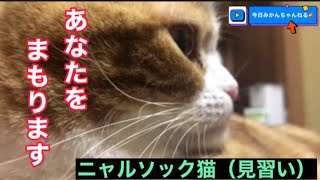 全集中してニャルソックする猫が可愛いすぎる〜久しぶりの出動【あなたのお家も守ります】お問い合わせ待ってますw#120