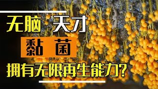 黏菌|无脑天才，没有大脑却拥有无敌记忆能力，堪称生物界规划大师