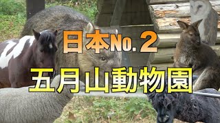 五月山動物園の旅！ウォンバットに会ってきた！