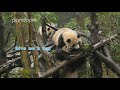 funny panda moments 3