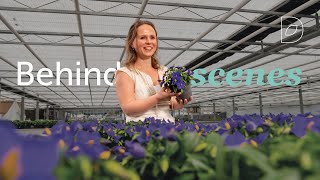 Hofland Flowering Plants | Decorum behind the scenes (3)