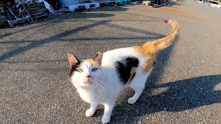 漁港を散歩していたらハートマークの三毛猫ちゃんが鳴きながら寄ってきた