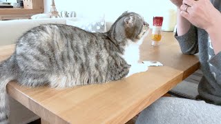 猫に初めてヨーグルトを食べさせたらハマってしまいました。［スコティッシュフォールド・ぐう］