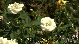 Choosing The Right Rose For Your Needs Lsu Agcenter Mp3 Mp4 Download