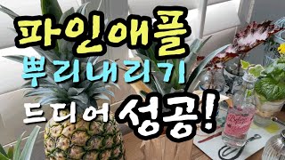 [켈리식물원 Good Life] 파인애플 뿌리내리기 ,씨앗발아 ,How to grow a pineapple at home!