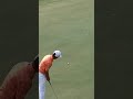 Rickie Fowler Long Putt #Golf #golfer #PGATOUR #TigerWoods #viral #trending #fypシ #fyp