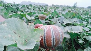 हमारी खरबूजे की बाड़ी ( Our muskmelon fields) ।। देशी खेती