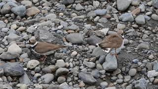 コチドリ 求愛行動 Little ringed plover's courtship