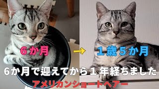 ペットショップで半年を迎える前に家の子になり約１年が経ちました。迎えた当初からの猫生の歩み・・【アメリカンショートヘアー】