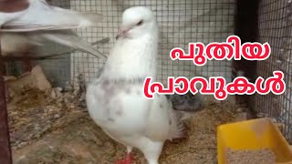 പ്രാവുകളും/ കുഞ്ഞുങ്ങളും