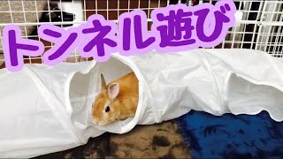 【うさぎのトンネル遊び】