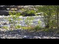 salmon and steelhead return to eastern oregon s bridge creek