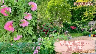 五月的花园 - 牡丹盛开 新草如茵