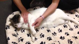 Feline Forelimb PROM