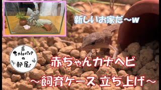 カナヘビの赤ちゃん、飼育ケース立ち上げですｗ　床材はソイルに！　赤ちゃんは気に入ってくれるかな？