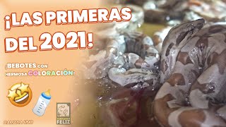 ¡NACIERON las BEBÉS BOAS! - El Terrario Feliz